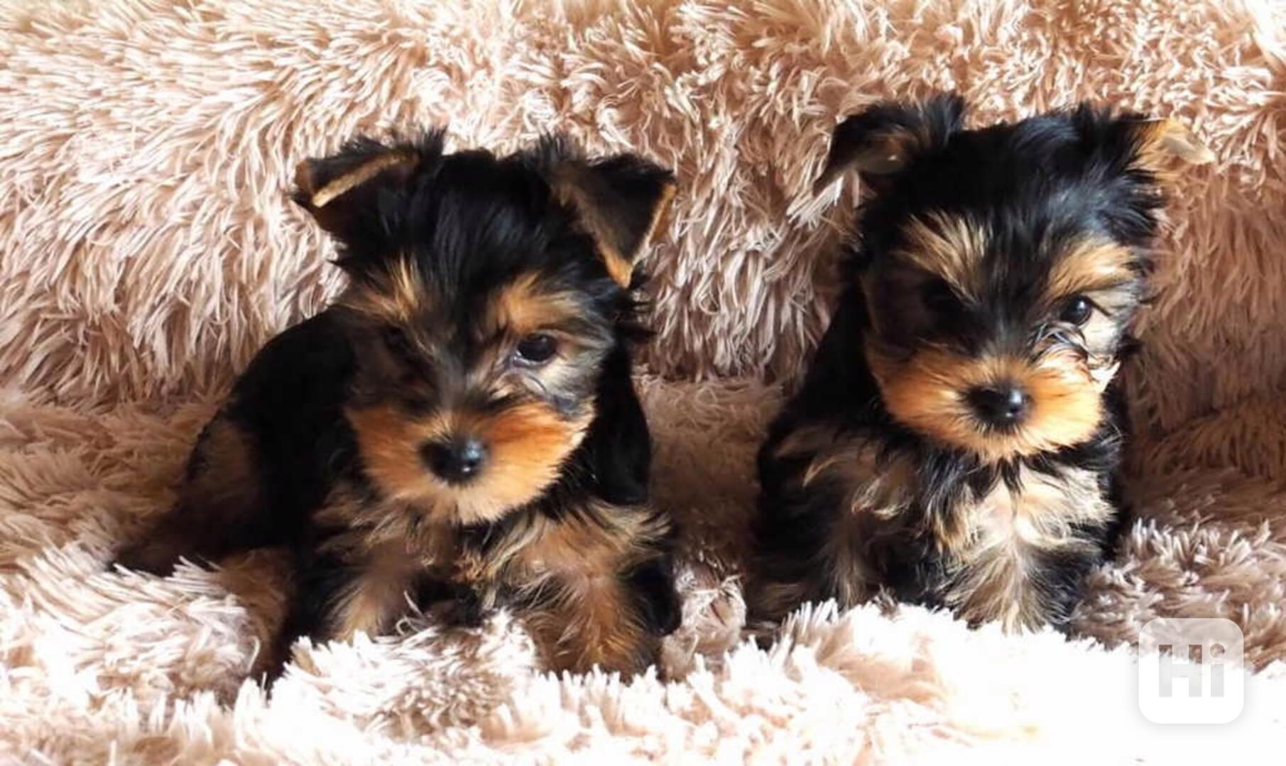 Krásná čistokrevná štěňata jorkšírského teriéra - foto 1