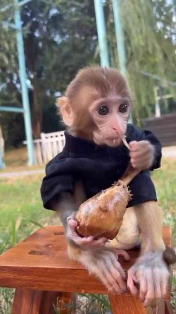 Mláďata kapucínských opic nejvyšší kvality - foto 1