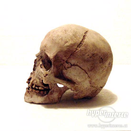 Repliky lidských lebek a kostí (Human skull replica) - foto 5