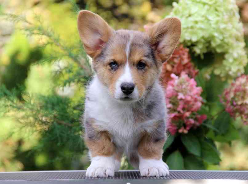 Štěňata velšského corgi pembroke s rodokmenem