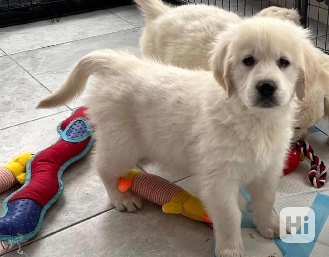 Štěňata zlatého retrívra hledají nový domov - foto 1