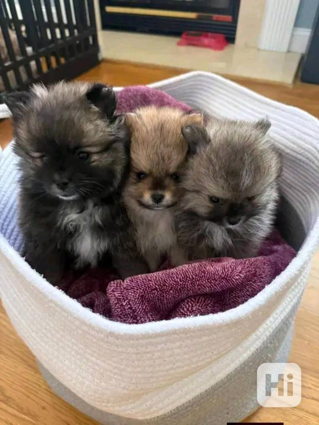 Máme k dispozici štěňata pomeraniana - foto 1