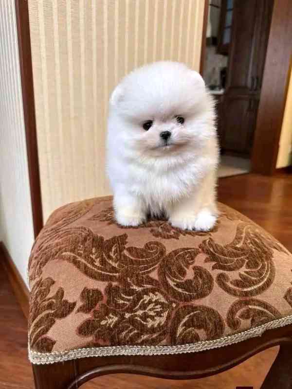 Máme k dispozici štěňata pomeraniana - foto 4