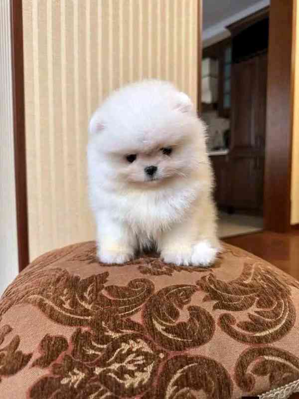 Máme k dispozici štěňata pomeraniana - foto 2