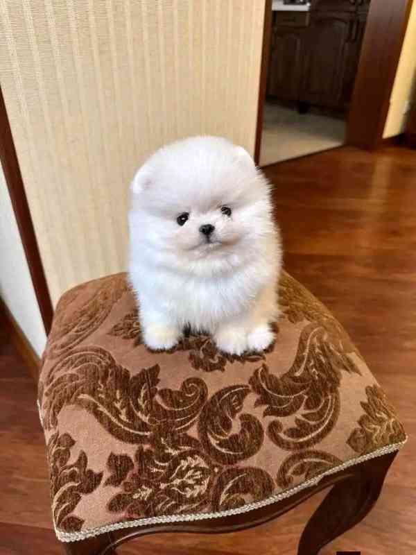 Máme k dispozici štěňata pomeraniana - foto 3