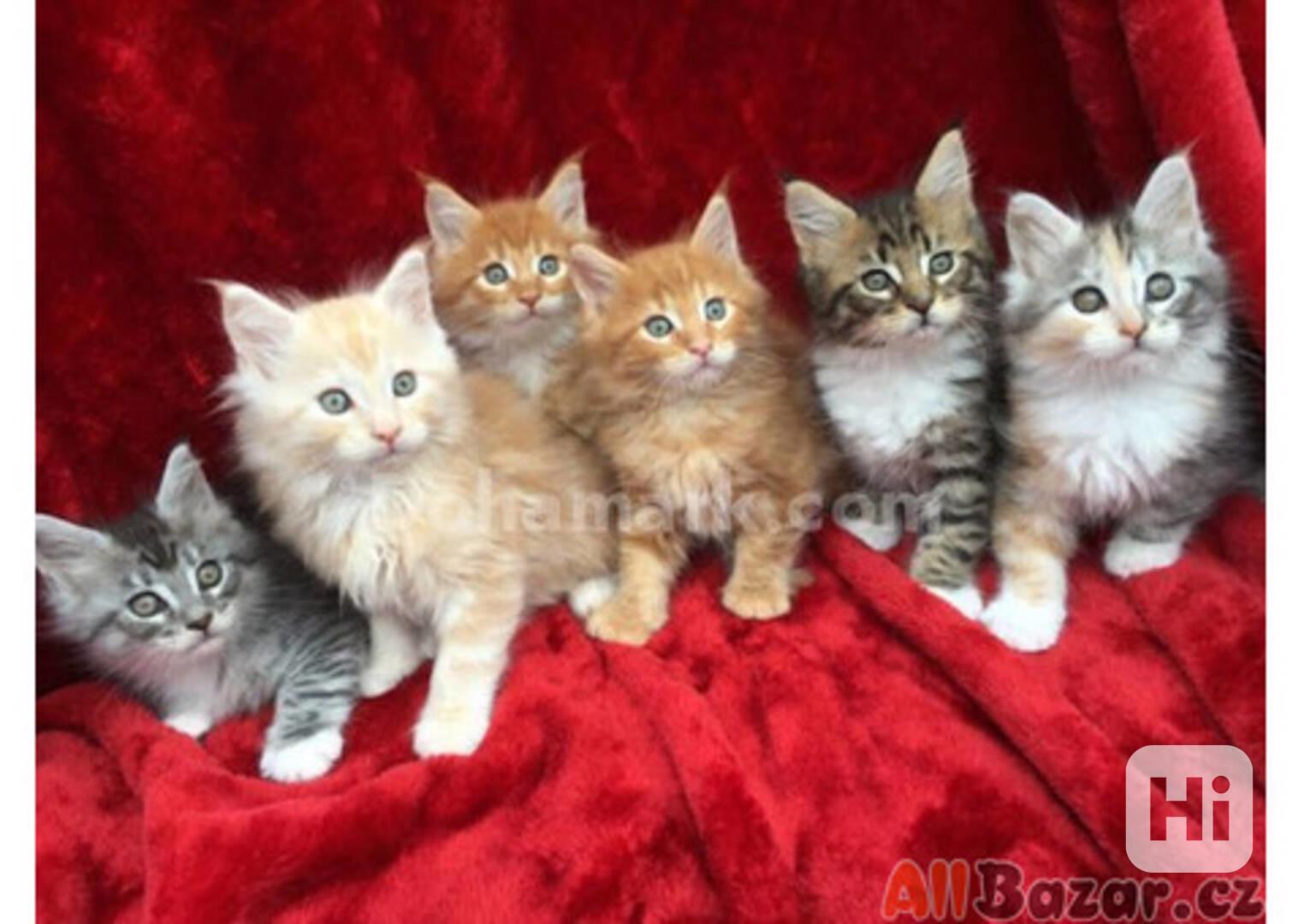 Krásná mainská mývalí koťátka k adopci - foto 1