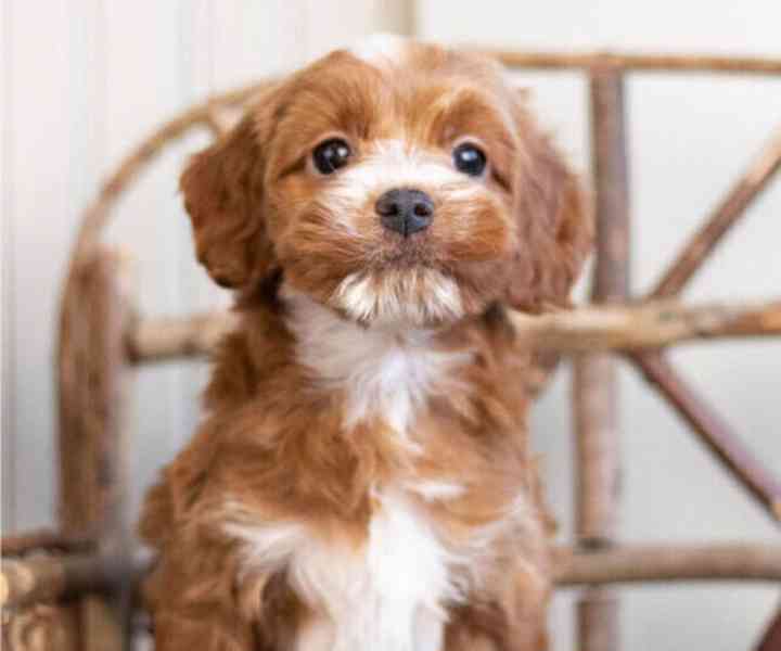 Cockapoo štěňata - foto 1