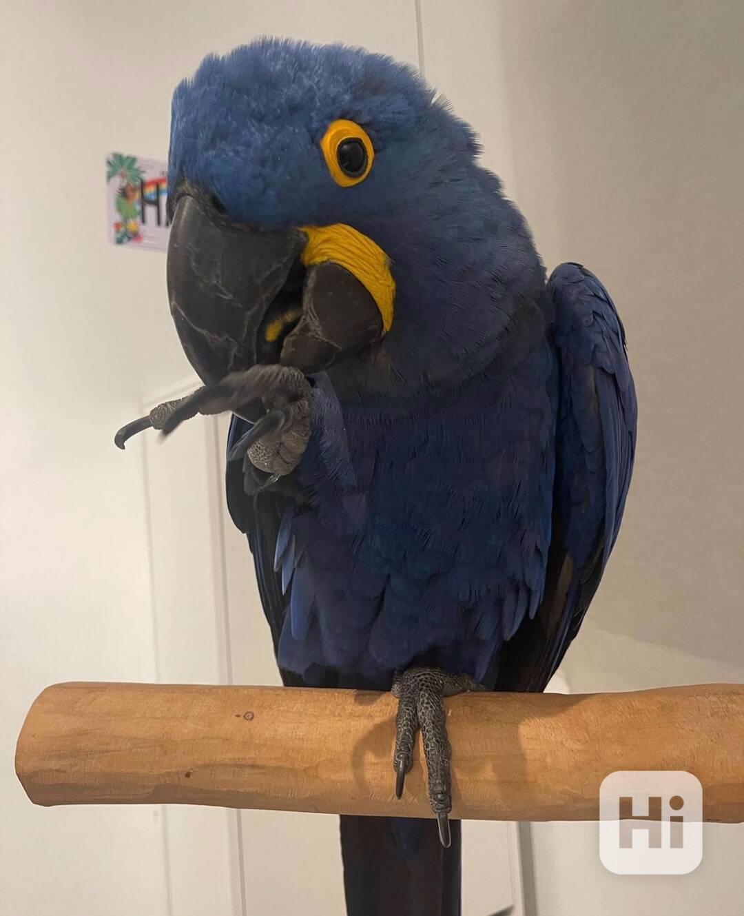 Chovný pár papoušků hyacintových arů - foto 1