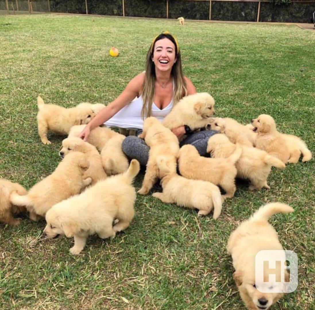 Rozkošná štěňátka zlatého retrívra - foto 1