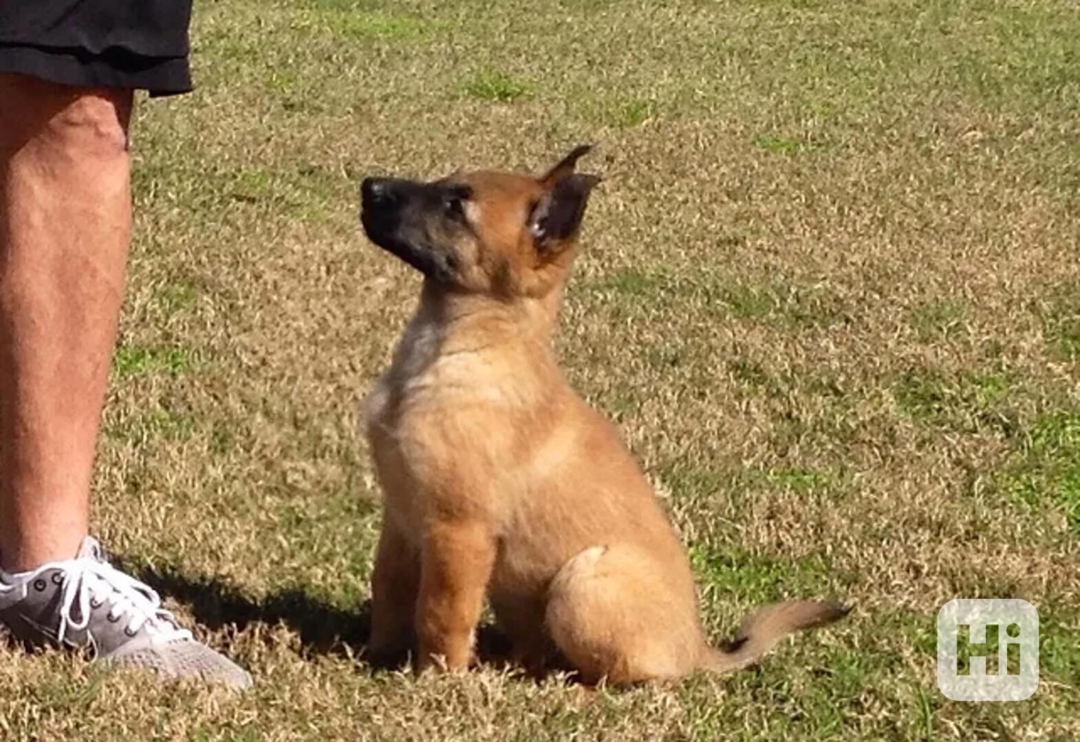 UK KC Reg Belgian Shepherd Malinois Pups For Sale Buy with c - foto 1