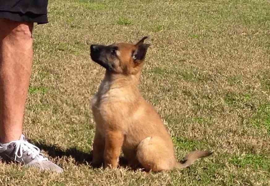 UK KC Reg Belgian Shepherd Malinois Pups For Sale Buy with c - foto 1