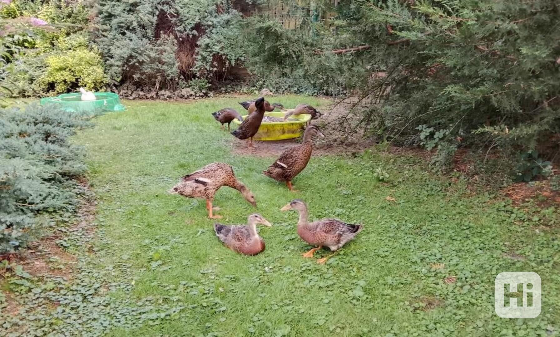 *INDICKÝ BĚŽEC - KACHŇATA* - foto 1