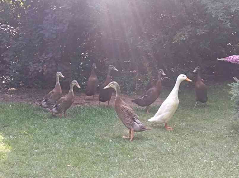 *INDICKÝ BĚŽEC - KACHŇATA* - foto 7