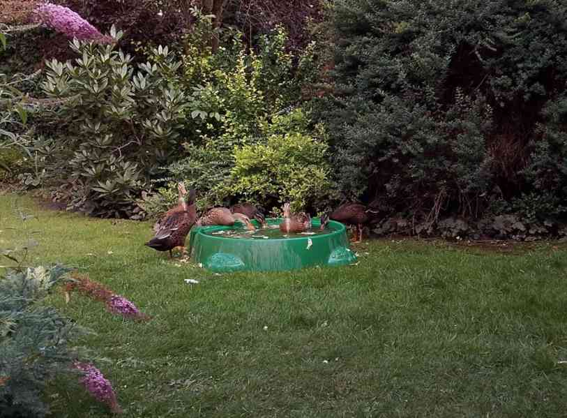 *INDICKÝ BĚŽEC - KACHŇATA* - foto 9