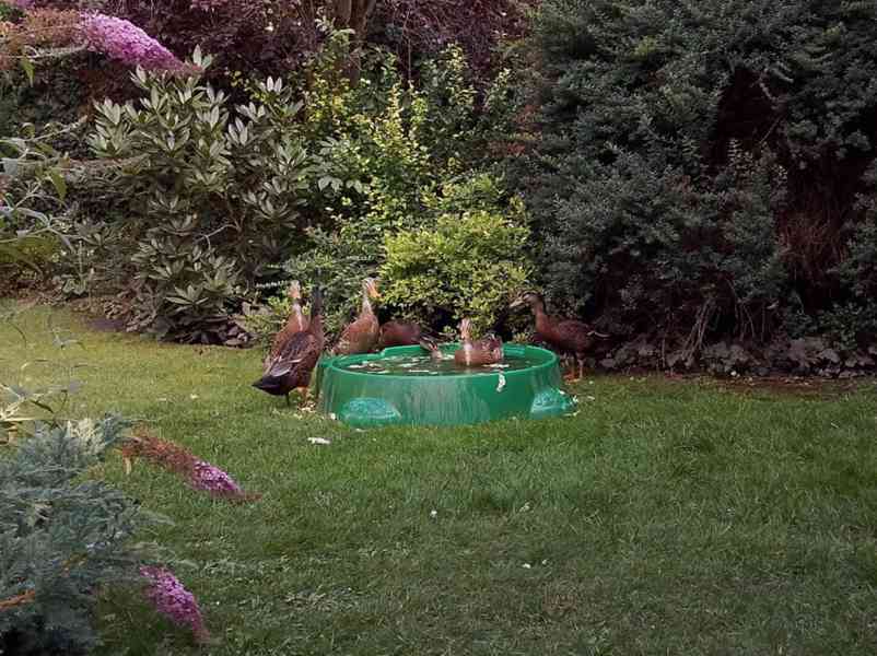 *INDICKÝ BĚŽEC - KACHŇATA* - foto 6