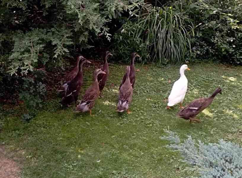 *INDICKÝ BĚŽEC - KACHŇATA* - foto 4