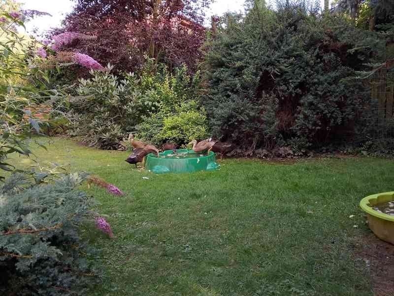 *INDICKÝ BĚŽEC - KACHŇATA* - foto 3