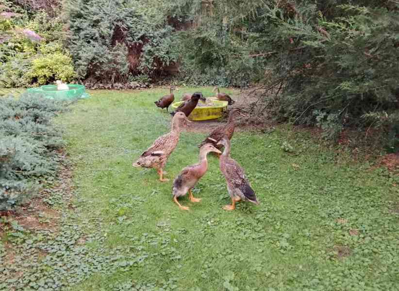 *INDICKÝ BĚŽEC - KACHŇATA* - foto 5