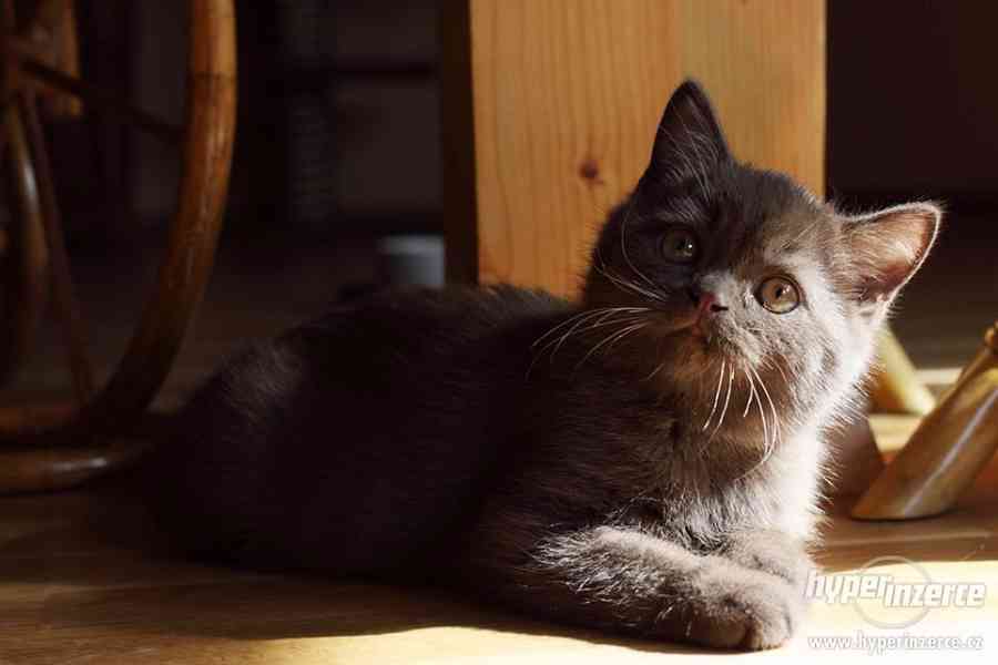 Britské mačiatka s PP i s výhrou na medzin. výstave - foto 1
