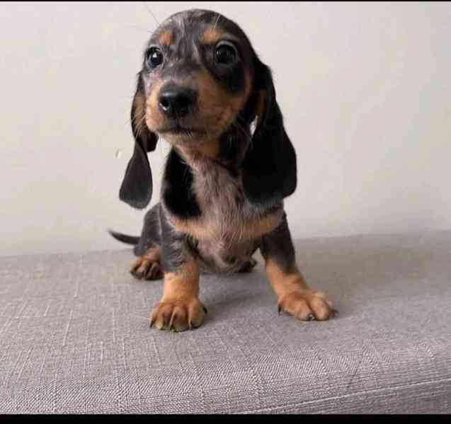 Štěňata jezevčíků hledají domov. - foto 1