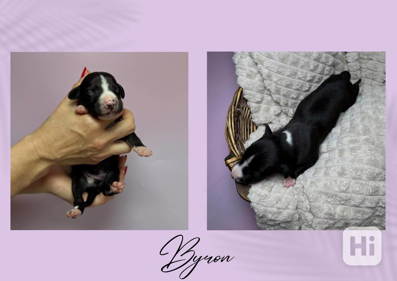 Štěně vipet/whippet/chrt s PP - foto 1