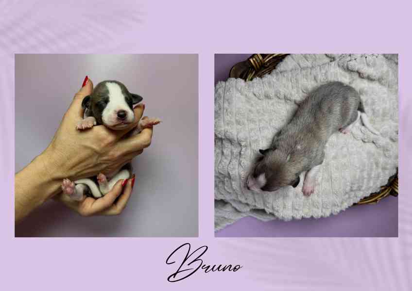 Štěně vipet/whippet/chrt s PP - foto 2