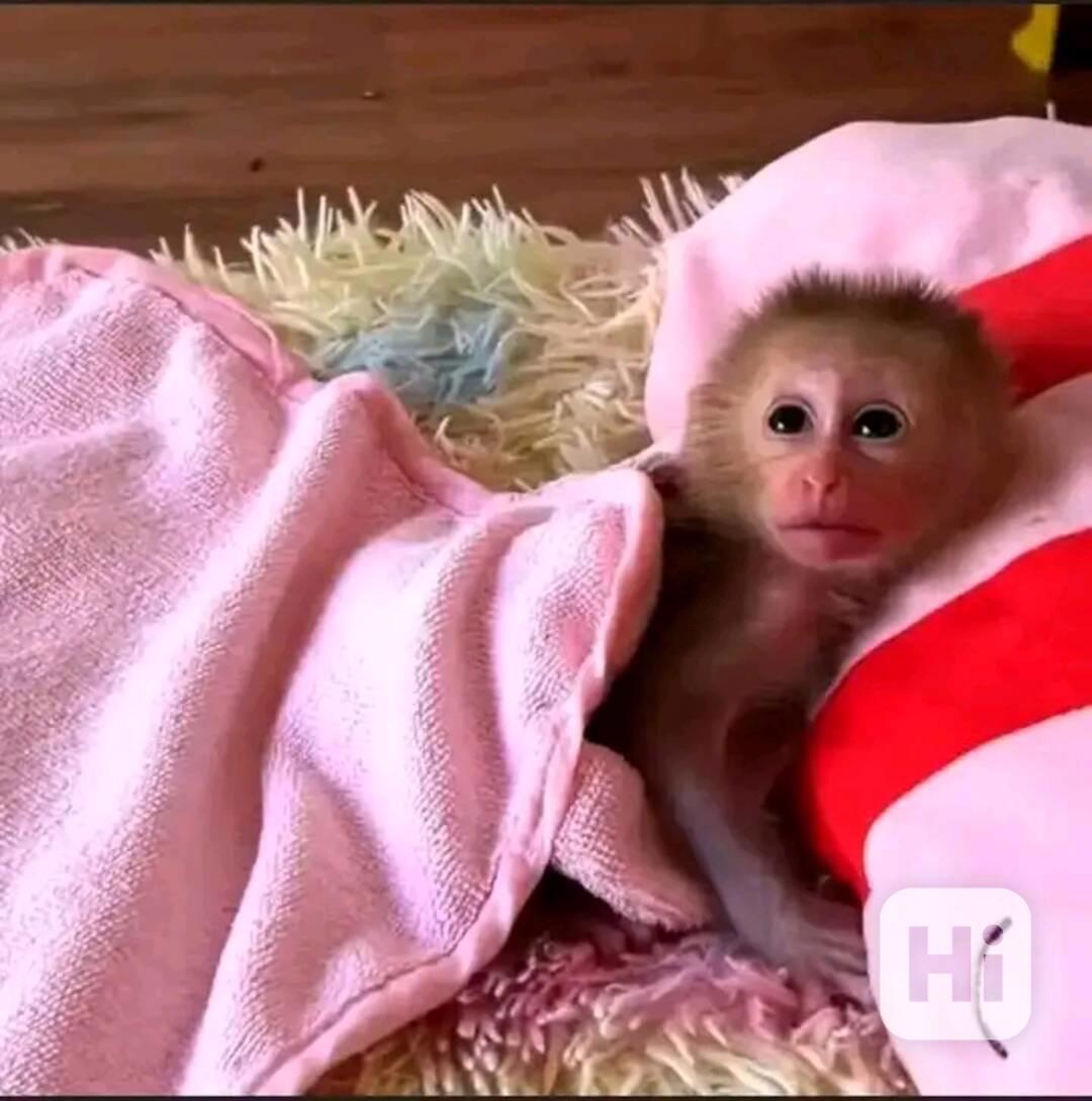  Úžasná dívka kapucínka - foto 1