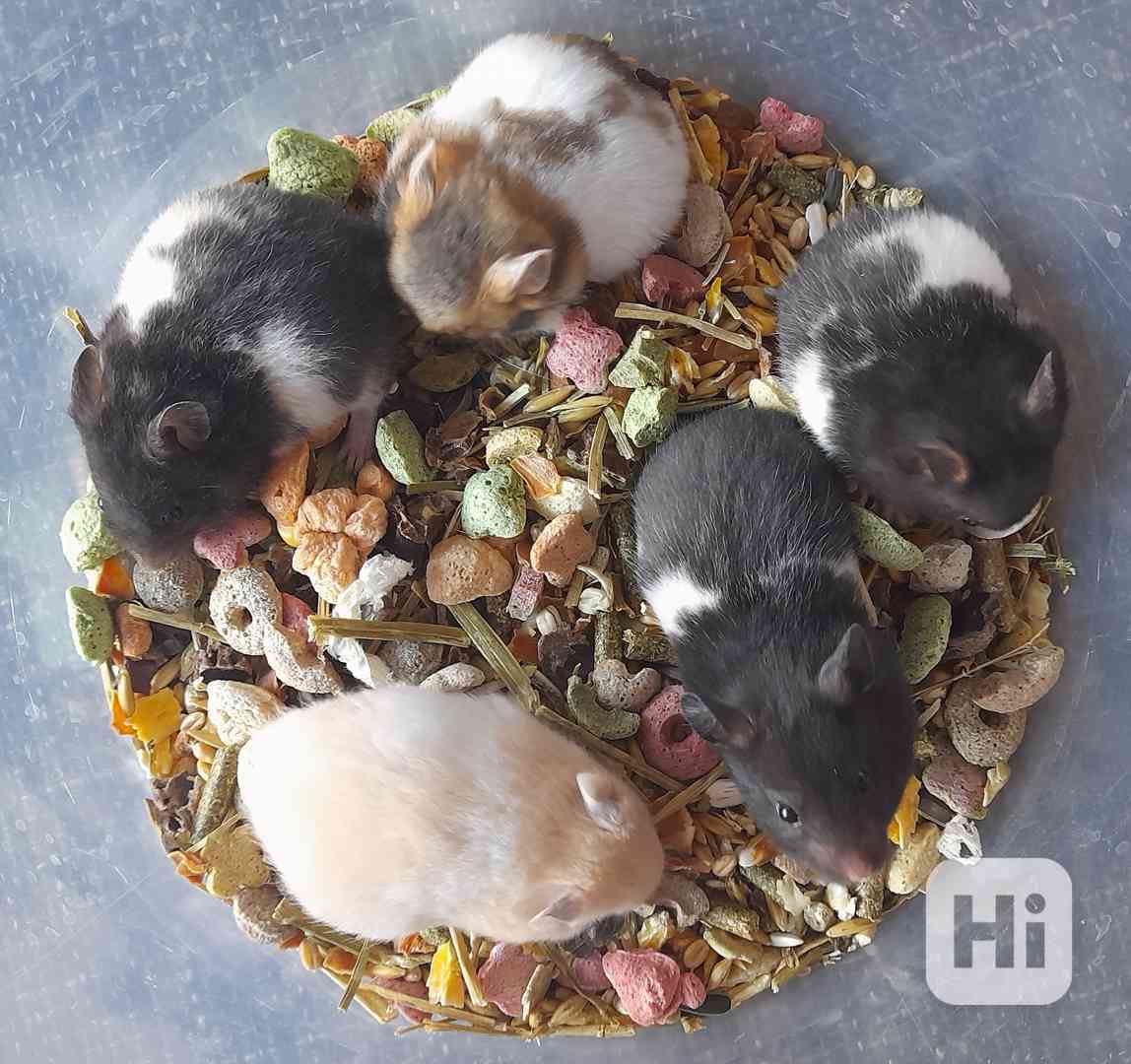 Křeček syrský - foto 1