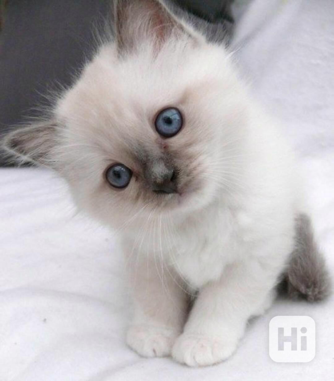 Koťata plemene Ragdoll na prodej - foto 1