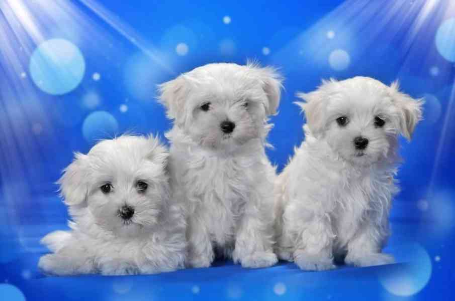Štěňátka maltézského teriéra jsou k adopci