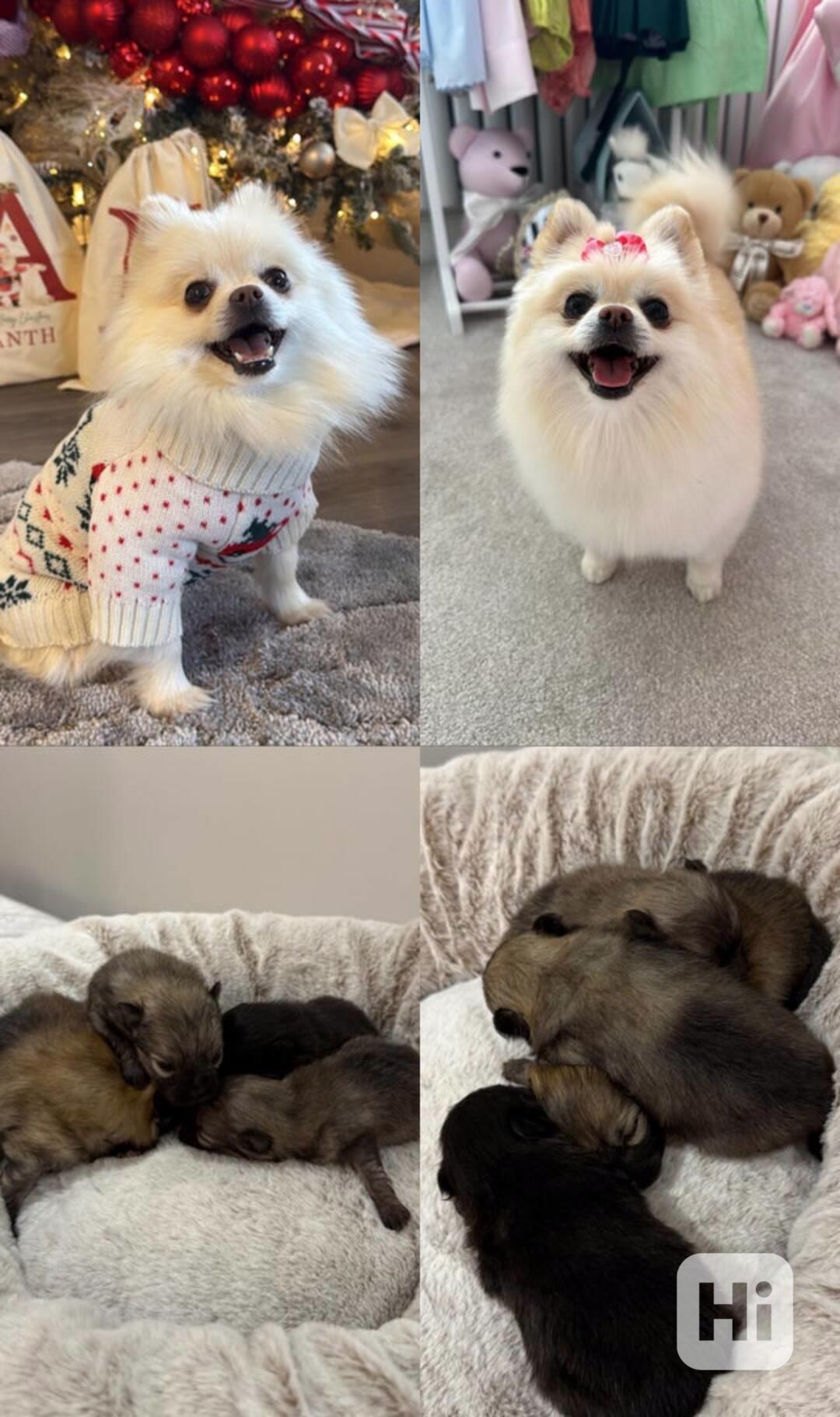 Pedvábní medvídci Pomeranianů - foto 1