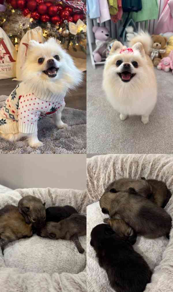 Pedvábní medvídci Pomeranianů - foto 1