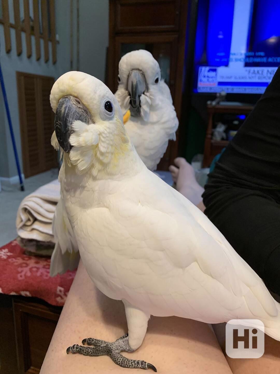 2 papoušci kakadu Deštník nyní k bezplatné adopci    - foto 1
