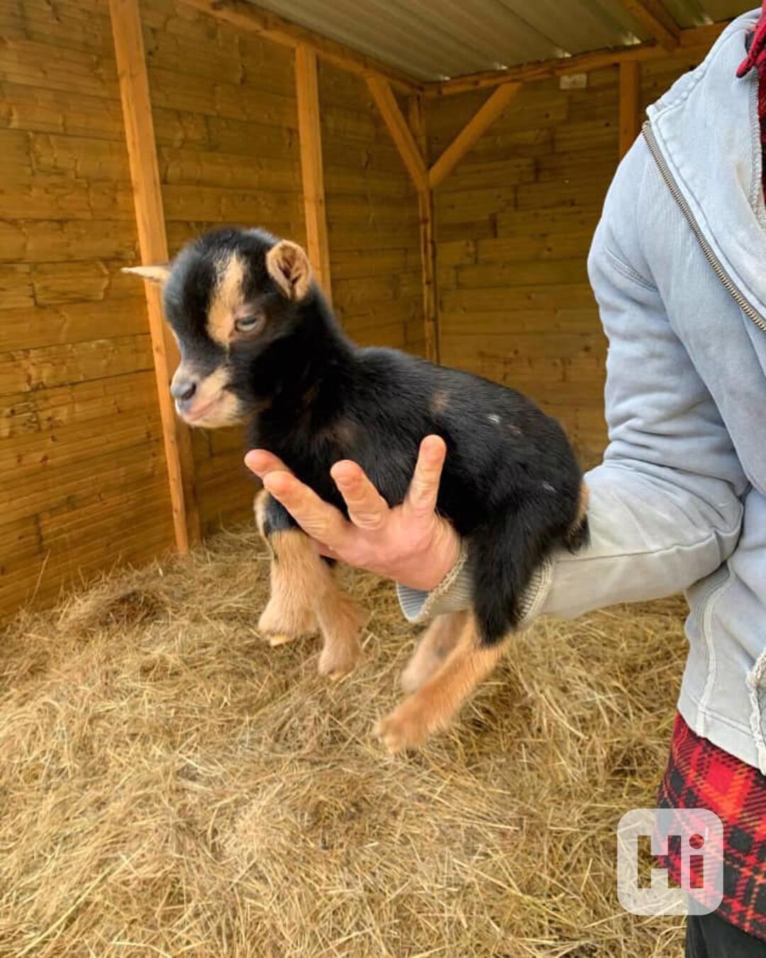 krásné a zdravé miniaturní kozy - foto 1