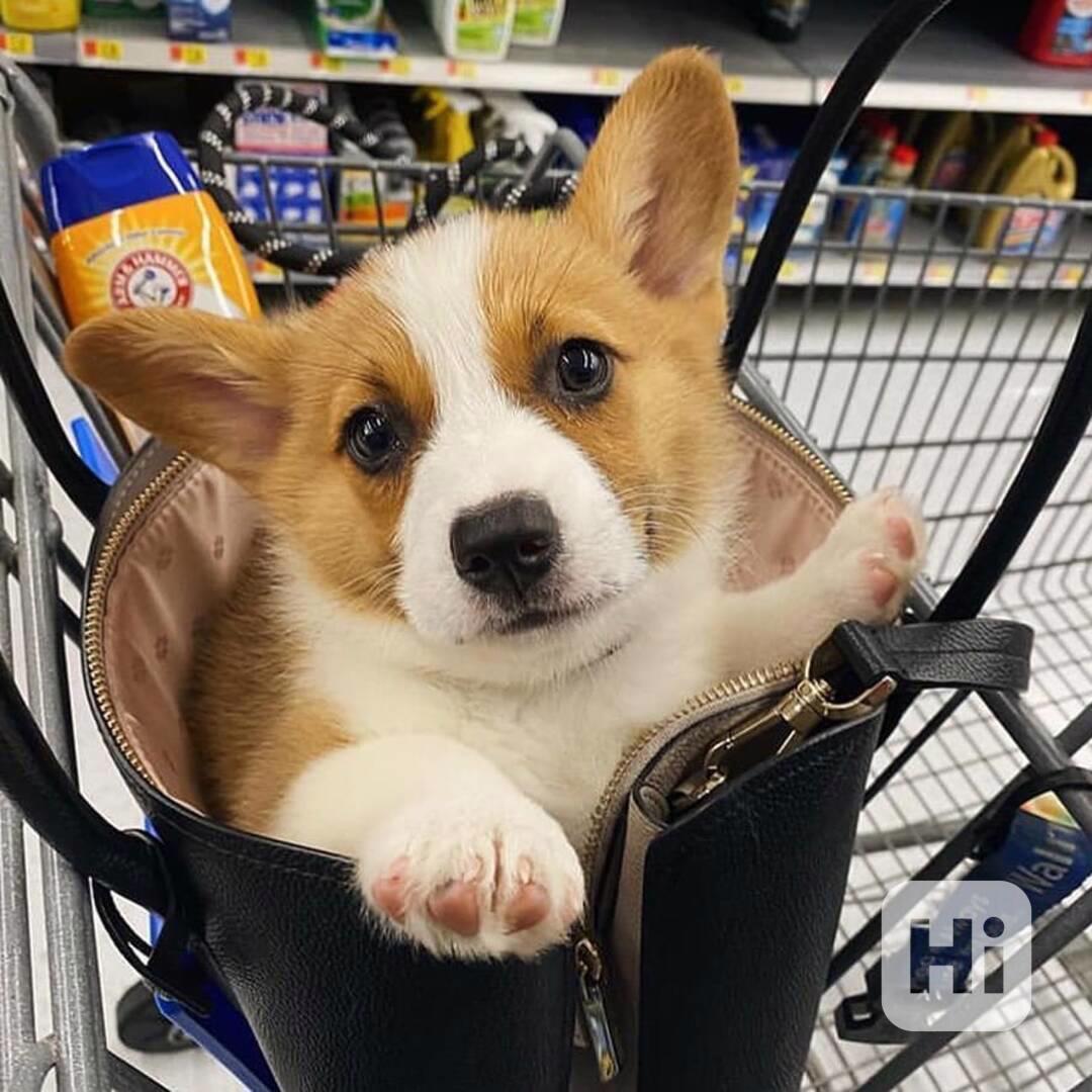 Adopce štěňat Welsh Corgi s PP - foto 1