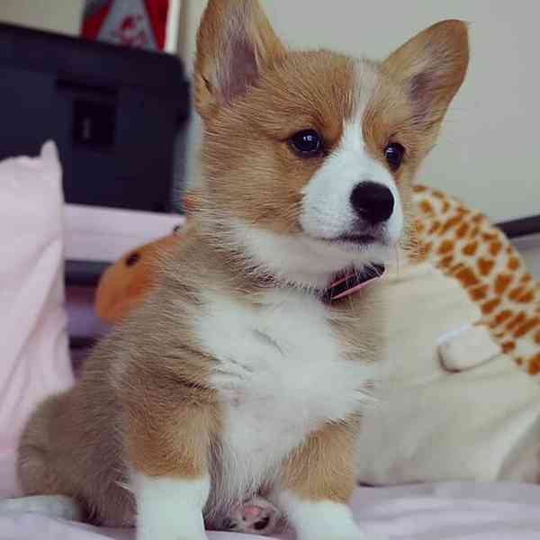 Adopce štěňat Welsh Corgi s PP - foto 3