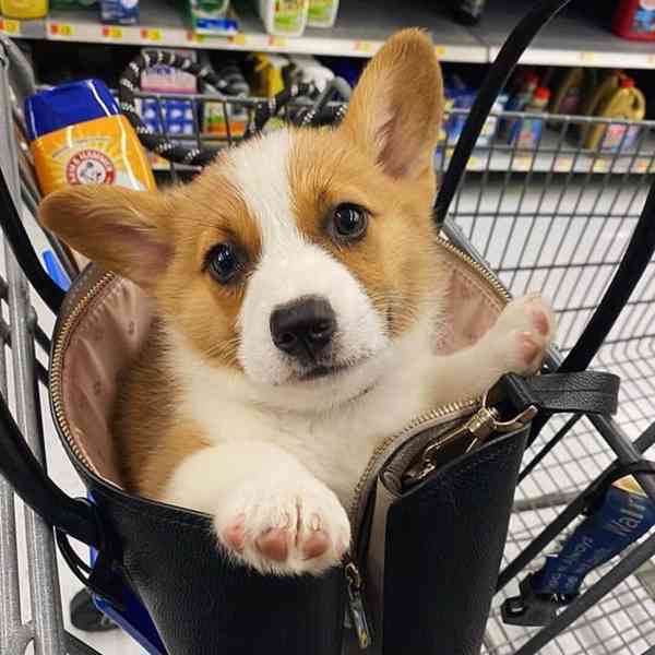 Adopce štěňat Welsh Corgi s PP - foto 1