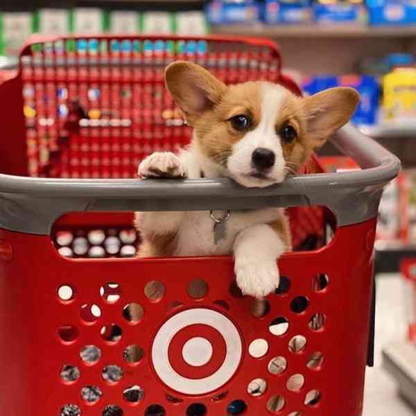 Adopce štěňat Welsh Corgi s PP - foto 2