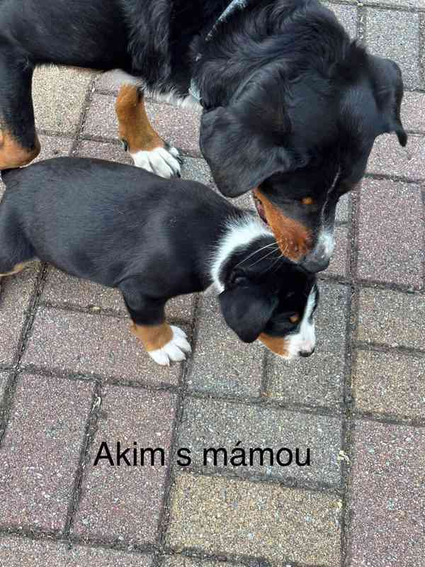 Štěňátka  - foto 6