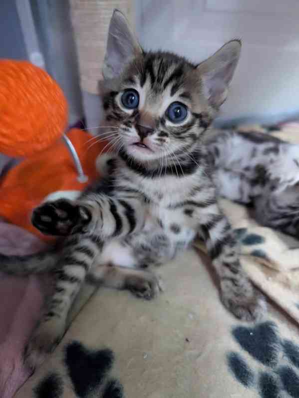 Úžasná čistokrevná bengálská koťata na prodej/adopci - foto 2
