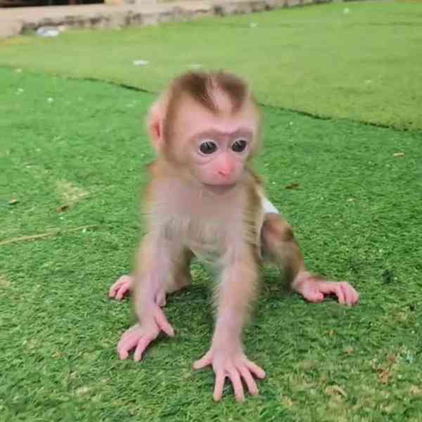 Nádherná kapucínská opice na prodej 🌟🐒