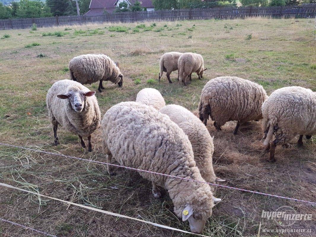 stádo ovcí 3x + 1x beran - foto 1
