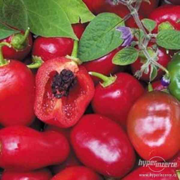 Chilli Rocoto Red - semena - foto 1