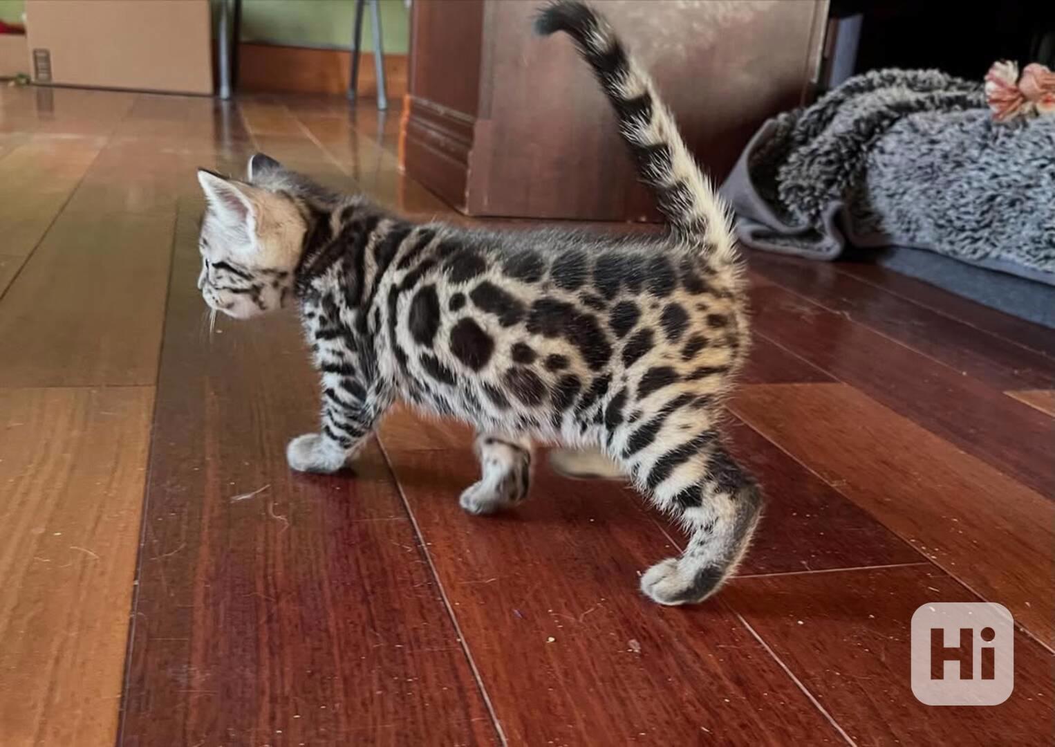 bengálské kotě k adopci - foto 1