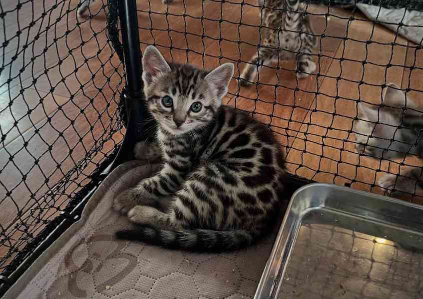 bengálské kotě k adopci - foto 2