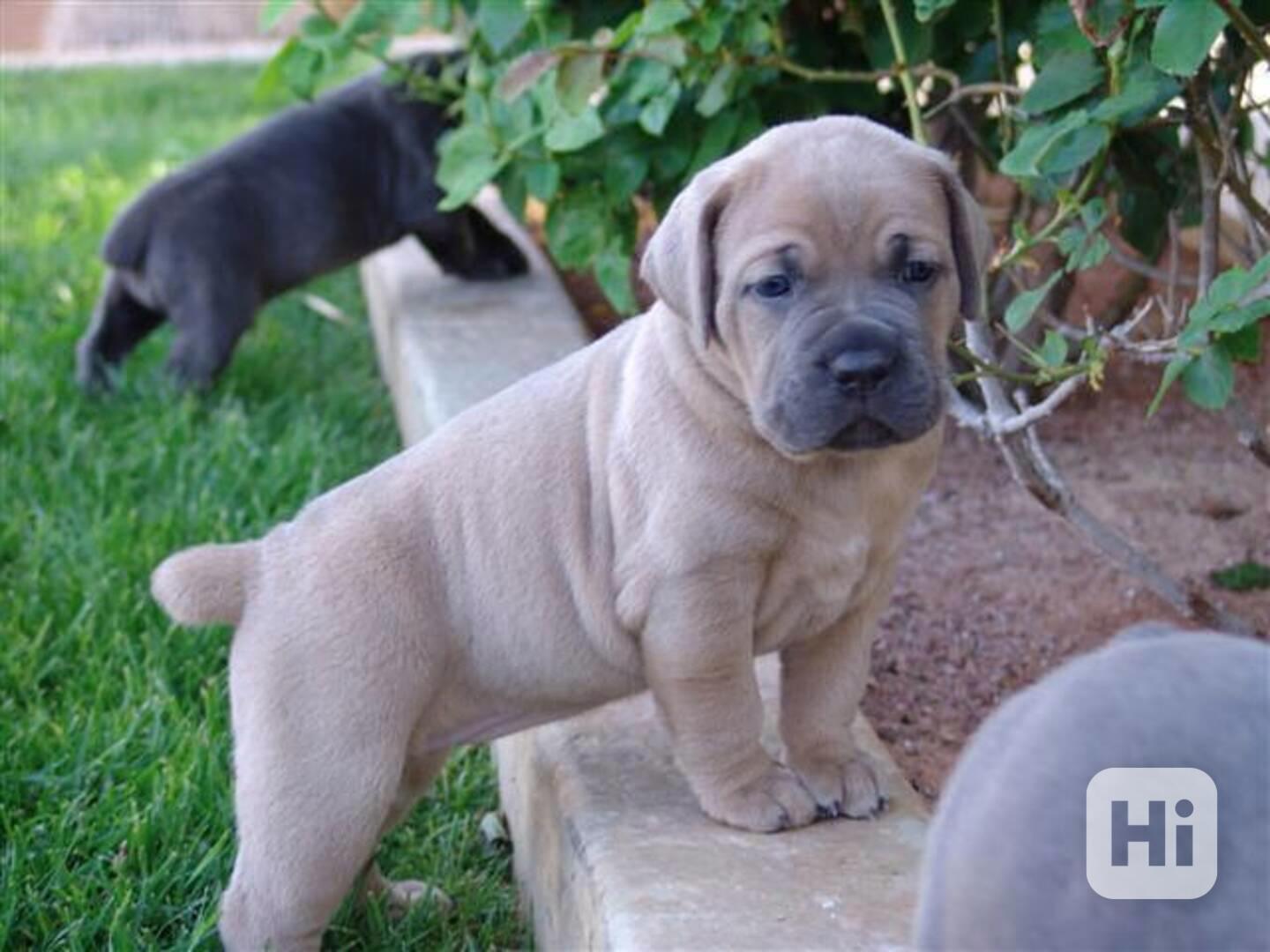 Úžasná štěňata cane corso - foto 1