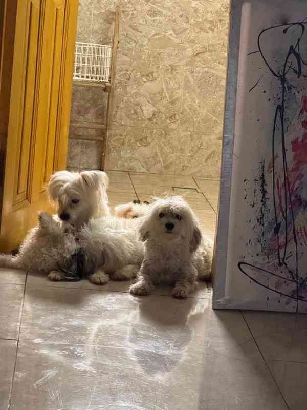 ✨ Štěňata morkií, láska! ✨ - foto 3