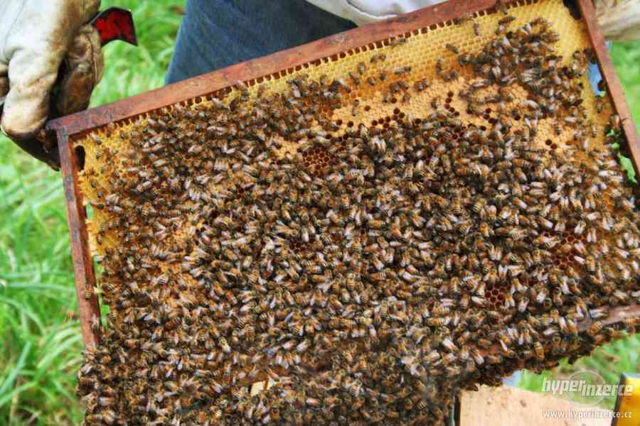 Včelí med přímo od včelaře - foto 4