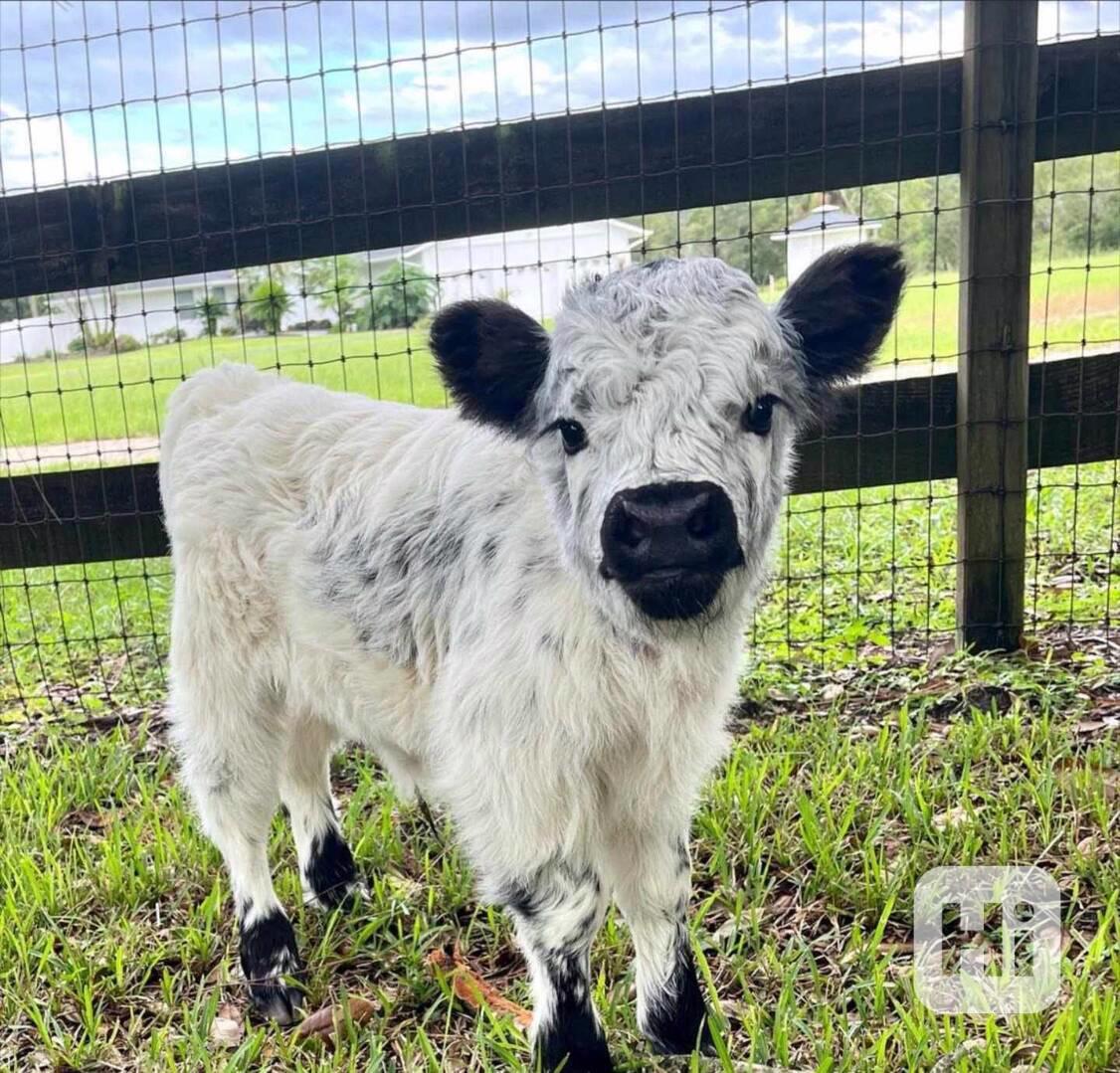 🐄 Mini skotské krávy - foto 1