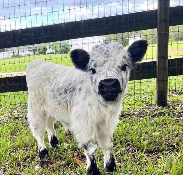 🐄 Mini skotské krávy